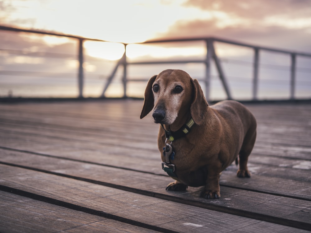 adult tan dachshund on brown wooden ground at sunset