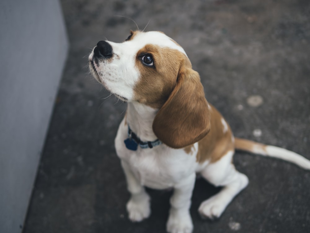 Beagle branco e marrom