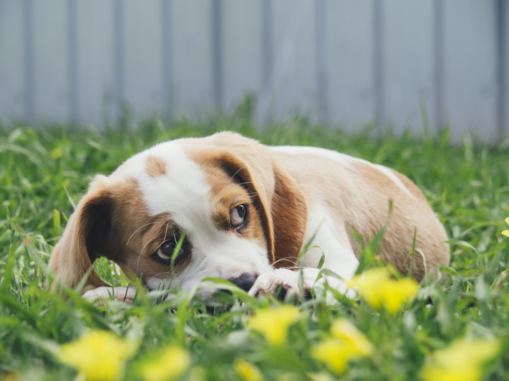 filhote de cachorro marrom e branco deitado na grama verde com flores amarelas