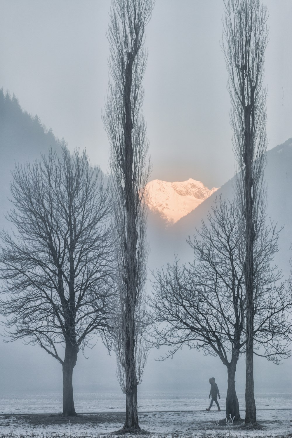 tree without leaf photography