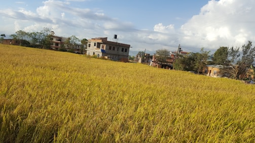 A vast field of golden, ripe grain stretches across the foreground, with clusters of residential buildings in the background. Tall trees are scattered around the area, and a few clouds are visible in the blue sky.