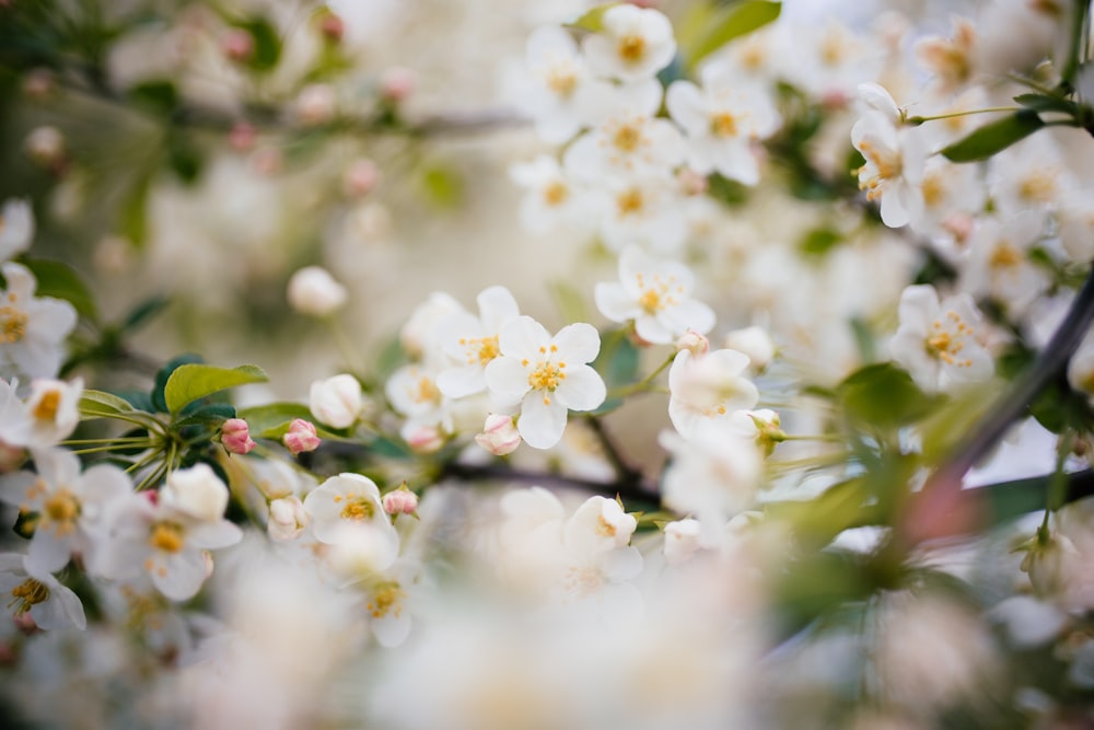 Photo d’arbre à fleurs blanches