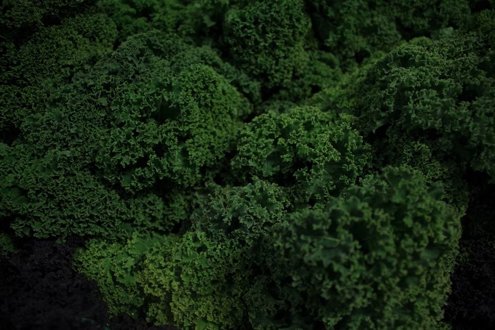 green leafed trees