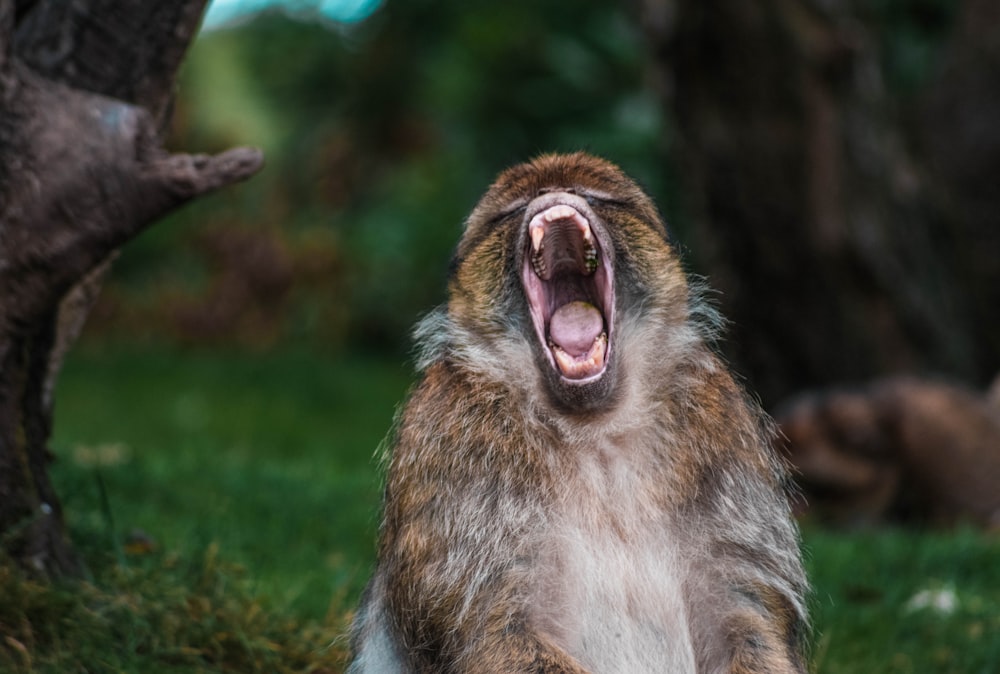 wildlife photography of monkey near tree trunk