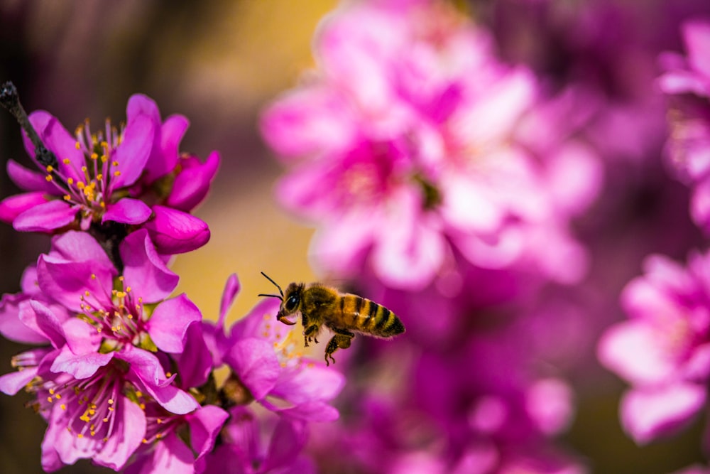 Bees in the garden