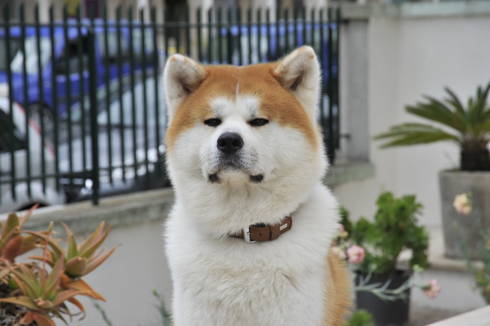 adult white and brown akita inu