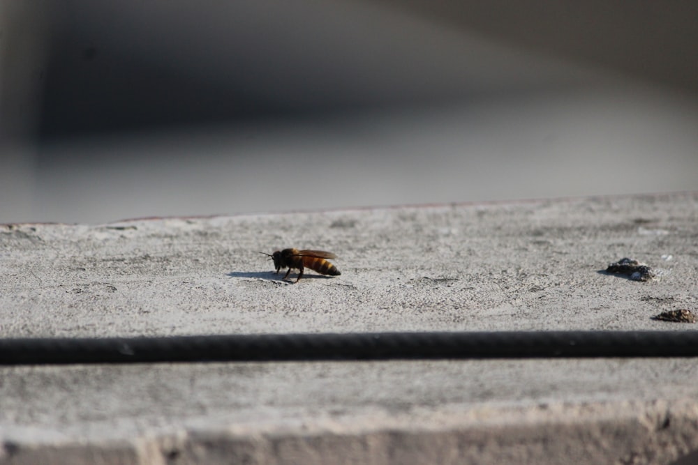 灰色の板の上の茶色の蜂の写真