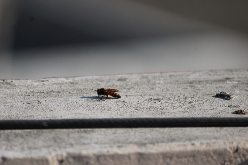 photo of brown bee top of gray board