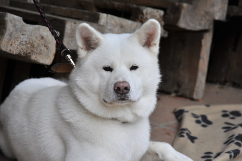 shallow focus of white dog