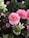 A bouquet of various flowers features prominently, including pink carnations, delicate white flowers, and lush green foliage. The arrangement displays a variety of textures and colors with a natural, fresh appearance.