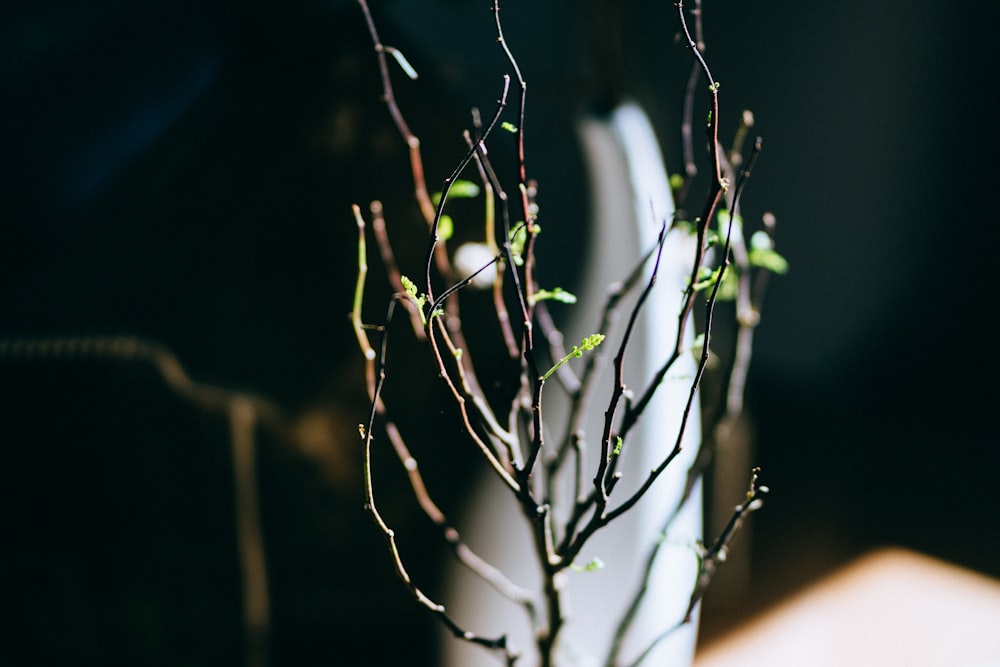 green leafed plant in close-up photography