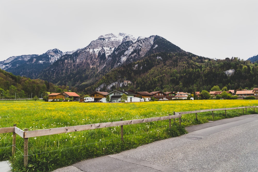 a field of yellow flowers next to a road