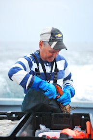 A person wearing a striped shirt and a Chevrolet cap is handling a lobster on a boat. They are wearing blue gloves, and there are containers and a cooler on the boat's deck. The ocean is visible in the background.