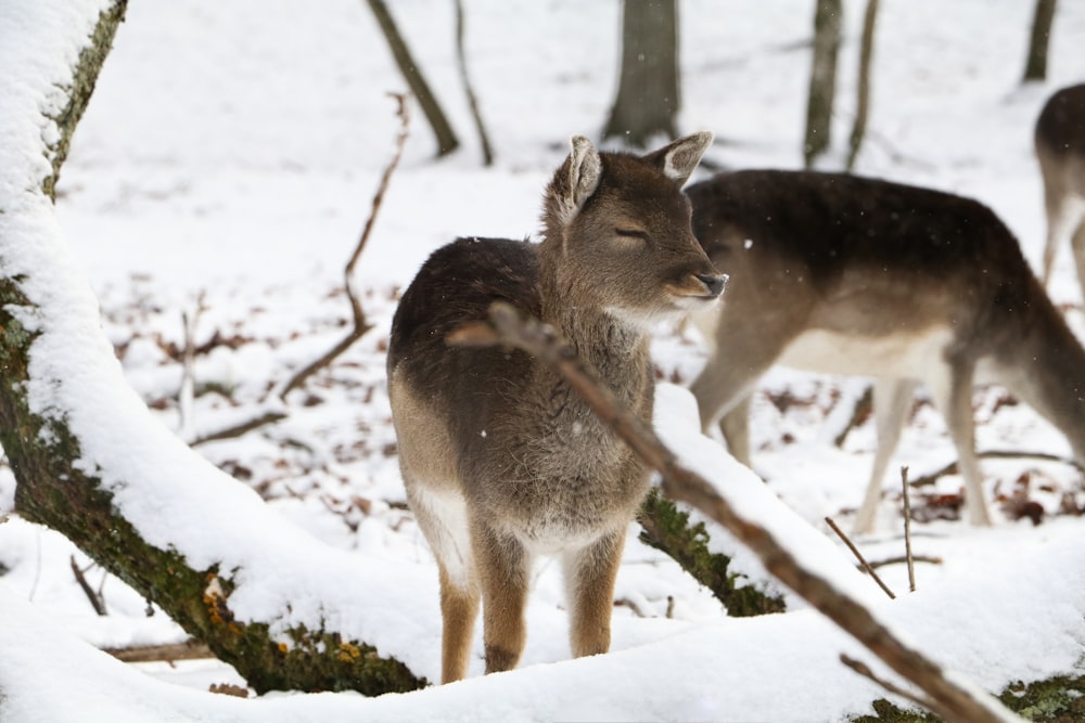 brown deer near tree trunk covered with snow