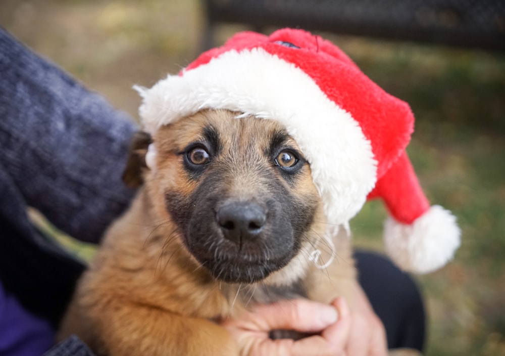 short-coated brown puppy wearing santa hat
