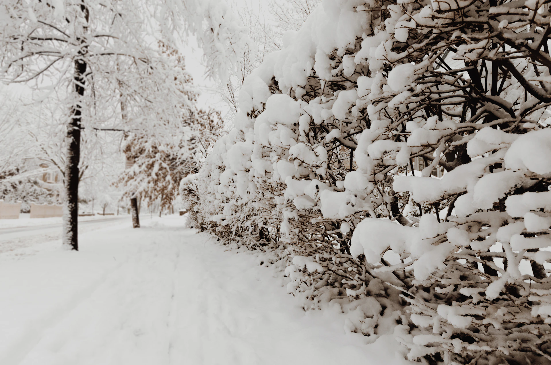 photography of plants and trees coated with snow