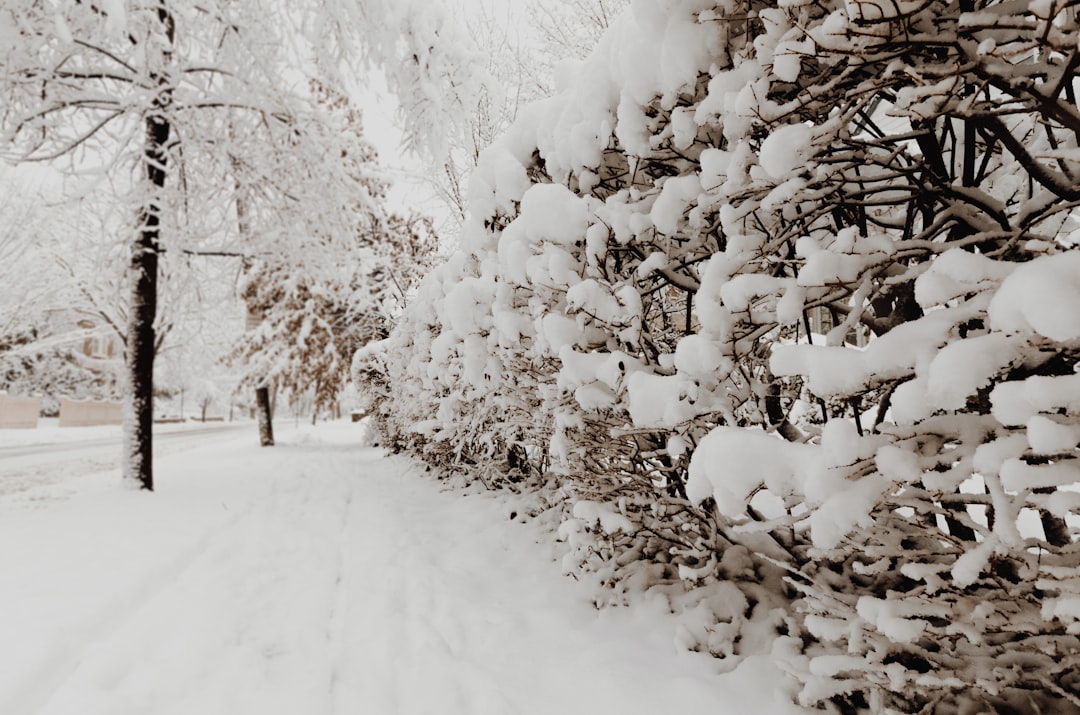 photography of plants and trees coated with snow