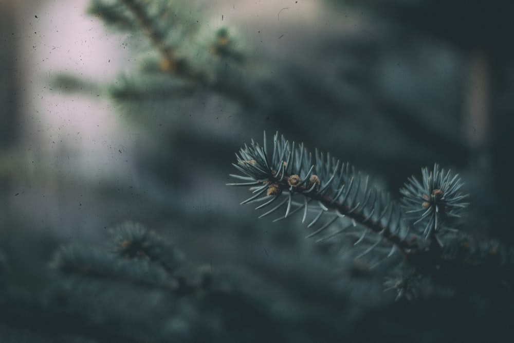 shallow focus photography of green leaf