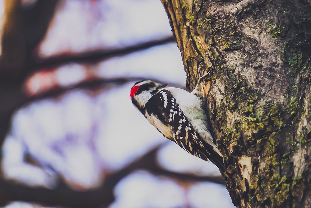 Flachfokusfotografie von weißem und schwarzem Vogel auf Baum