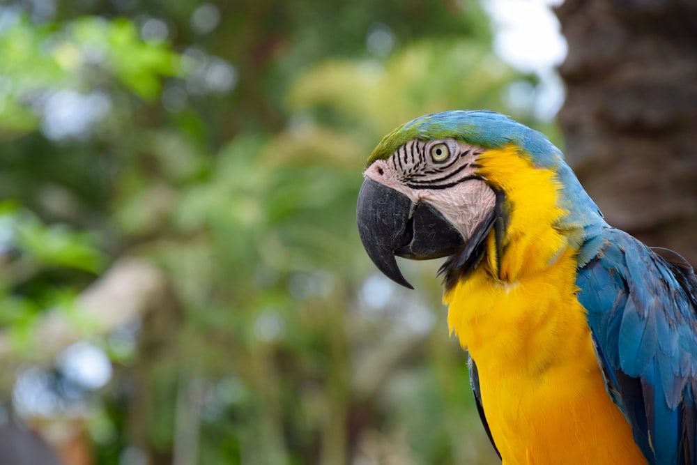 blue and yellow macaw standing near brown tree outdoor during daytime