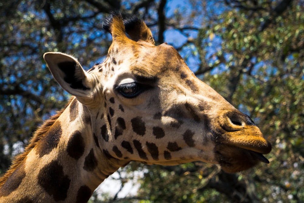 macro photography of giraffe