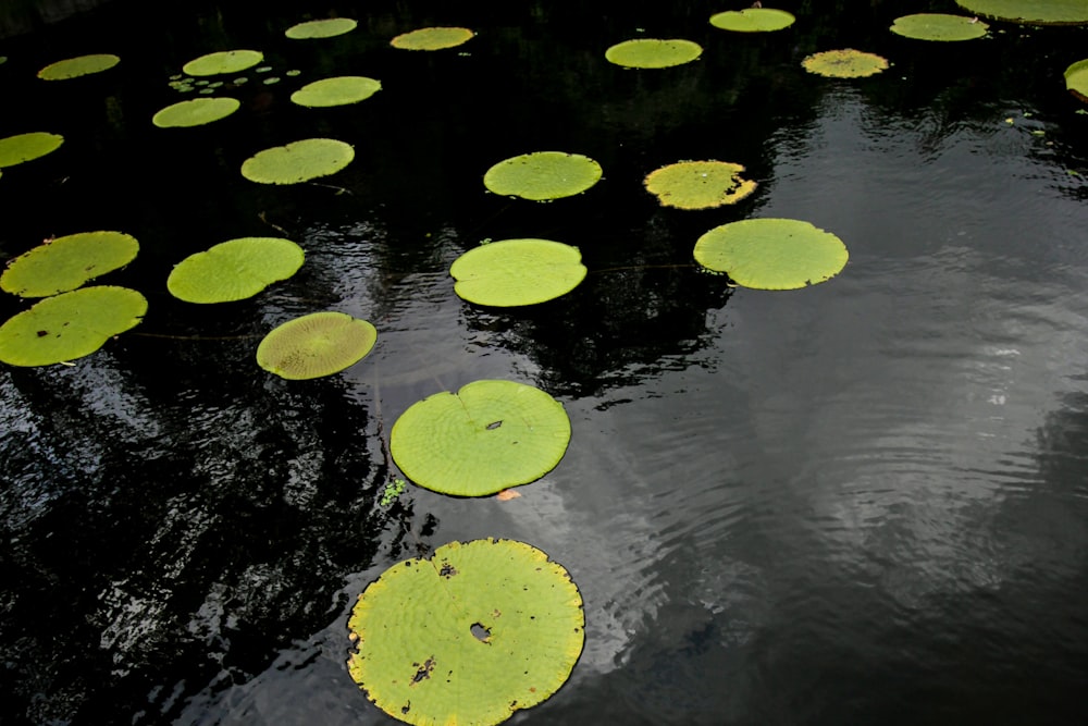 water hyacinth on body of water