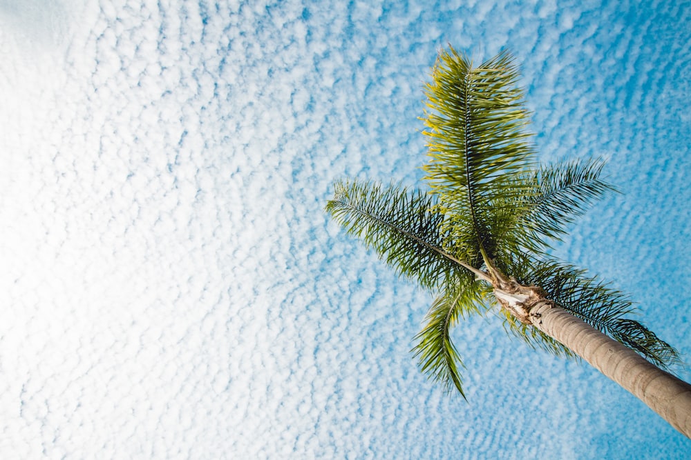 palm tree