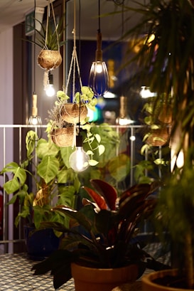 An indoor space features various hanging and potted plants with prominent green leaves. Warm, ambient lighting is provided by vintage-style light bulbs suspended with rope or cord, creating a cozy and inviting atmosphere.