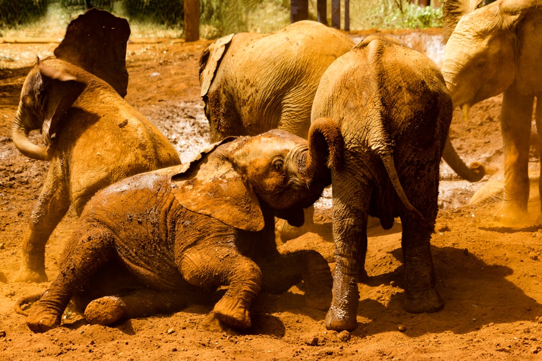 Wildlife photo spot David Sheldrick Elephant & Rhino Orphanage Giraffe Manor