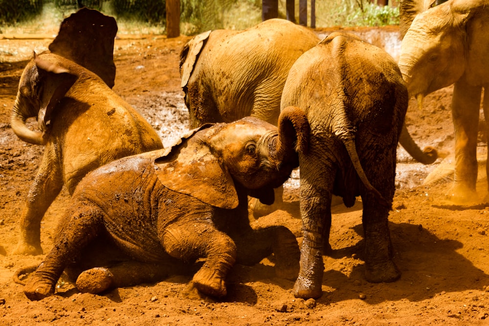 elefantes grises sobre arena marrón