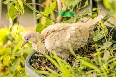 A light-colored bird with fluffy feathers is nestled within a plant-filled container. Surrounding the bird are green leaves and stems, creating a natural, garden-like setting.
