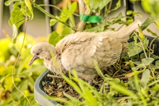 A light-colored bird with fluffy feathers is nestled within a plant-filled container. Surrounding the bird are green leaves and stems, creating a natural, garden-like setting.