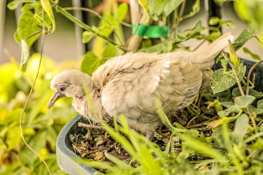 Volunteers planting native shrubs to create a safe haven for garden birds