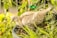 A light-colored bird with fluffy feathers is nestled within a plant-filled container. Surrounding the bird are green leaves and stems, creating a natural, garden-like setting.