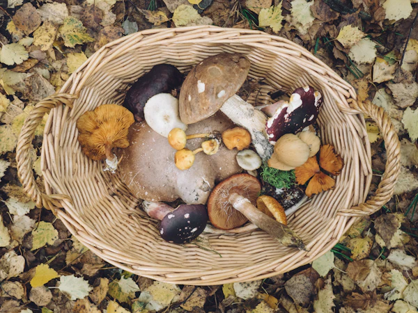 Mixed Gourmet Mushroom Box (500g)