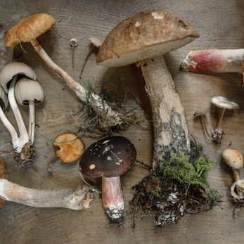 flat lay photography of mushrooms
