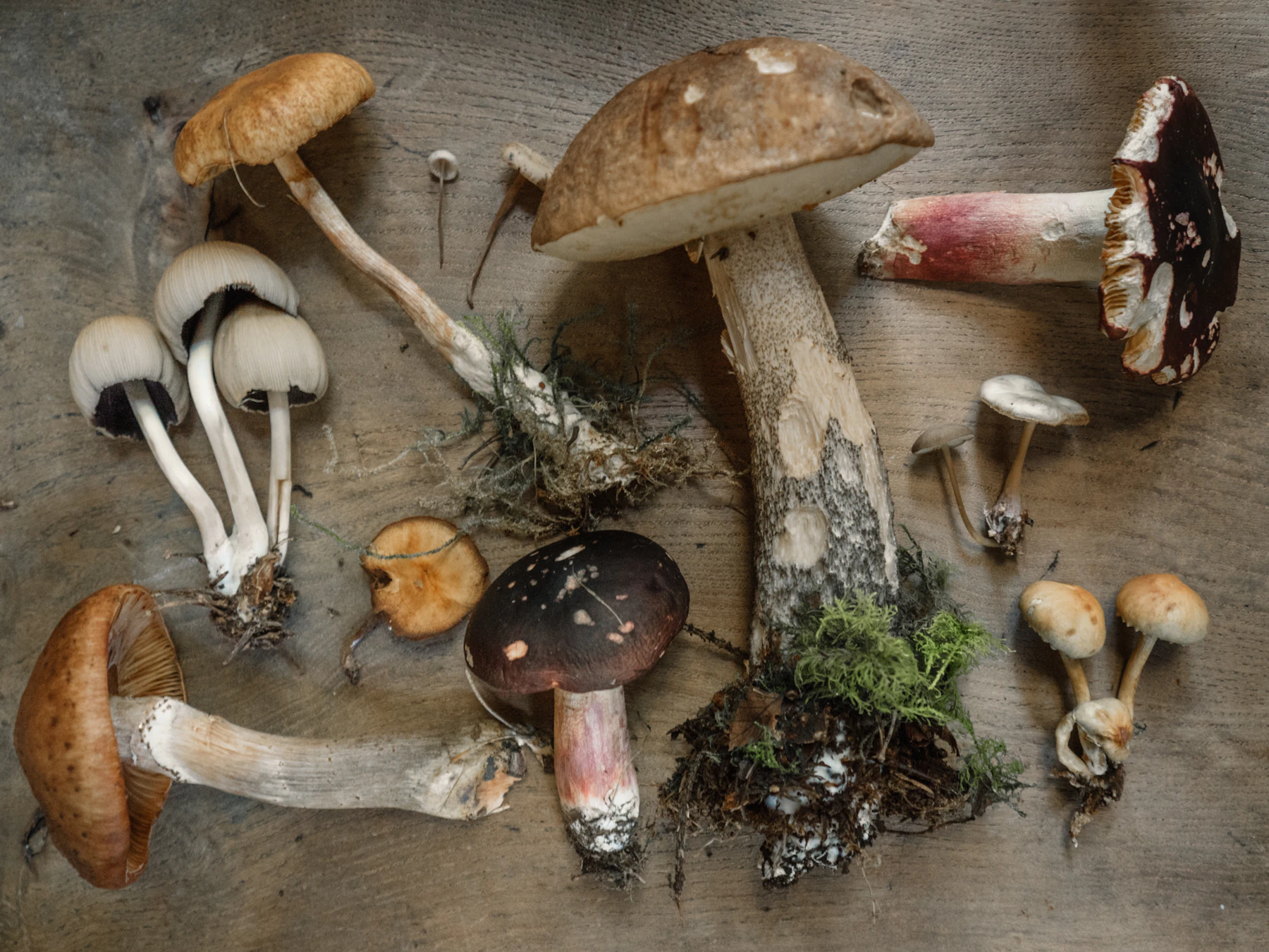 A mixed collection of whole wild mushrooms, bases and soil attached, laid out on a wooden table