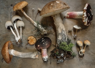 flat lay photography of mushrooms