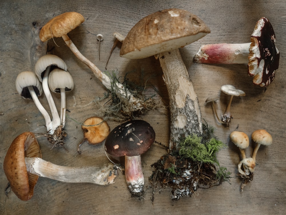 Fotografia piatta di funghi