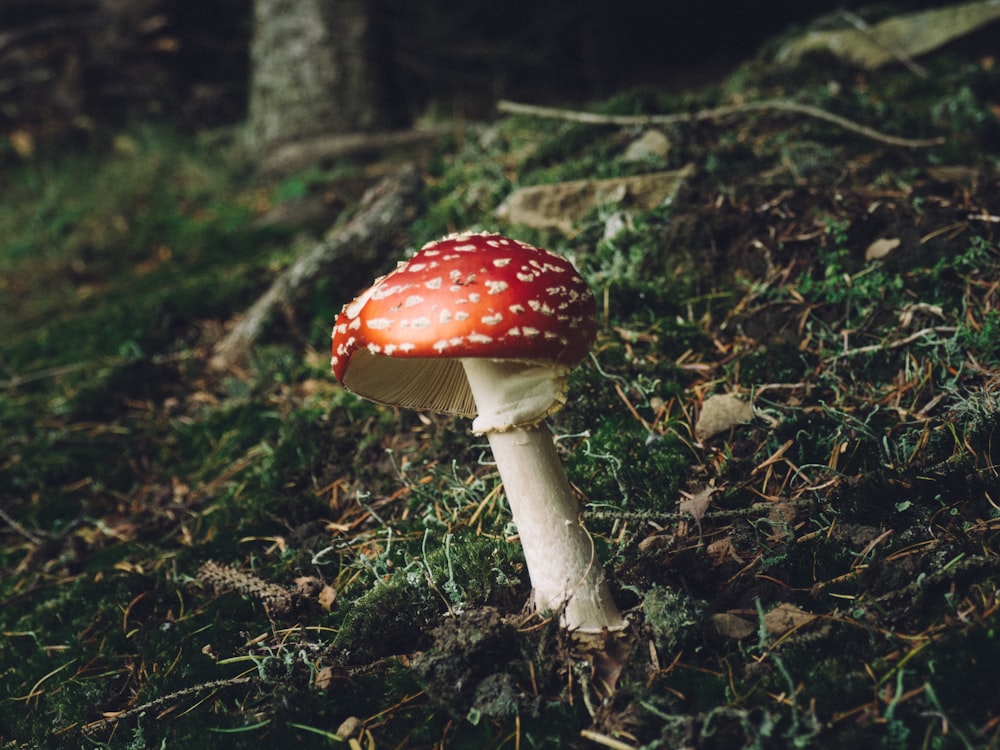 macro photography of red mushroom