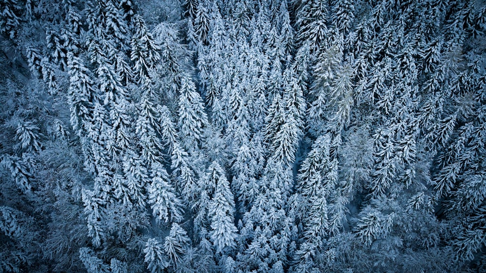 Fotografía de vista aérea de pinos nevados