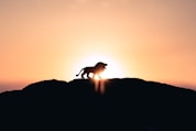 lion roaring on top of mountain during golden hour
