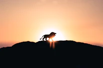 lion roaring on top of mountain during golden hour