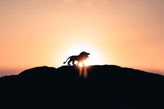 lion roaring on top of mountain during golden hour