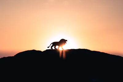 lion roaring on top of mountain during golden hour