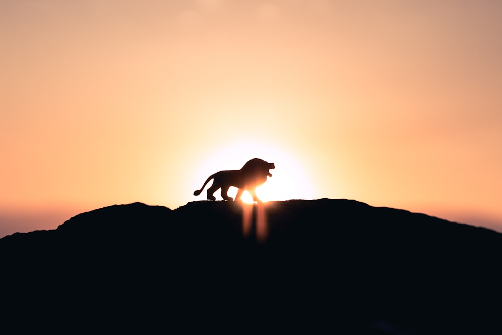 Löwe brüllt während der goldenen Stunde auf dem Gipfel des Berges