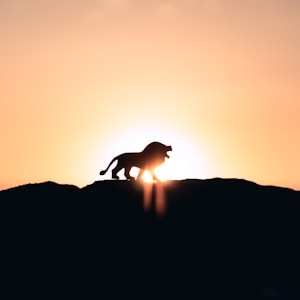 lion roaring on top of mountain during golden hour