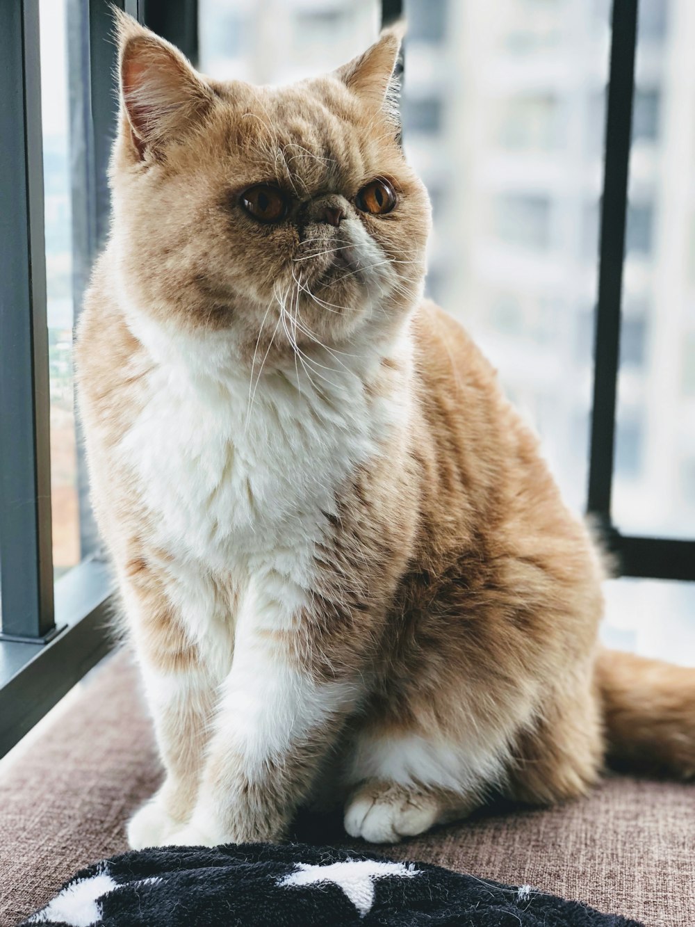 오렌지 페르시안 고양이의 얕은 초점 사진