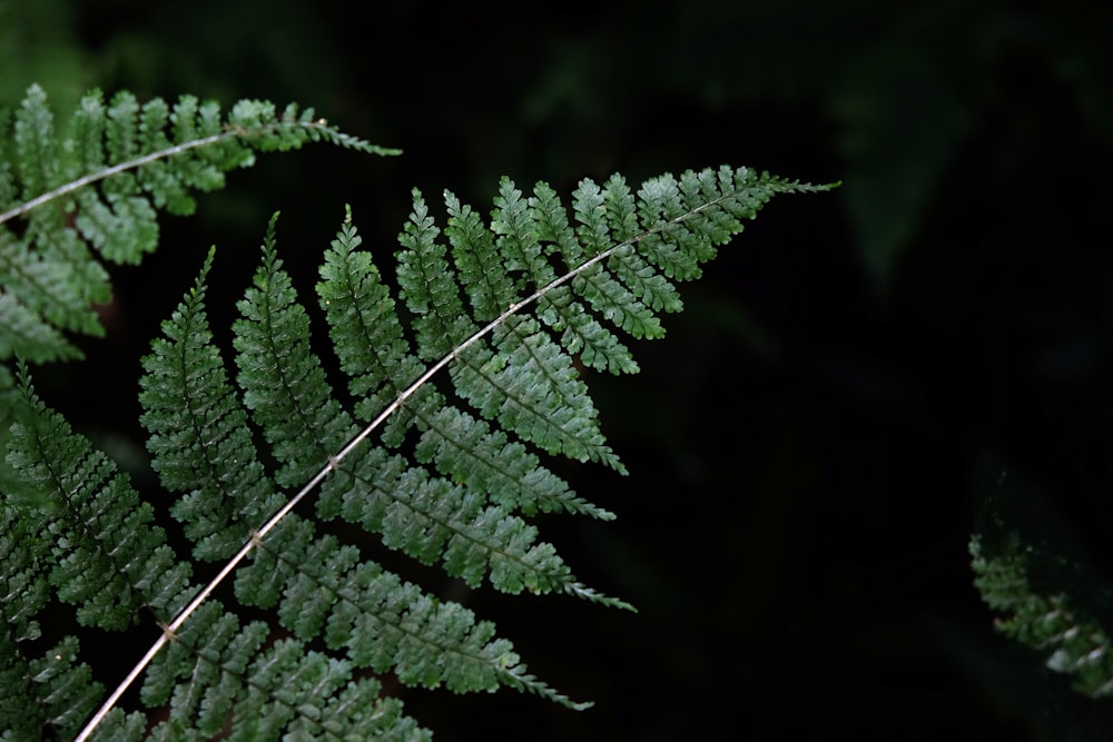 fern plant photo