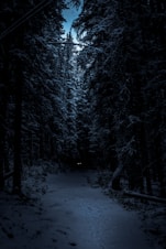 landscape photography of forest